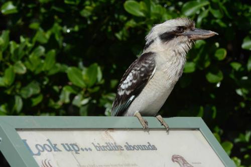 Martin-chasseur géant