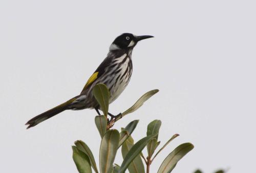 Méliphage de Nouvelle-Hollande