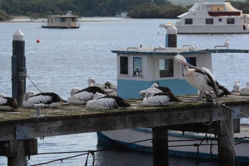 Pélicans au port de Tea Garden