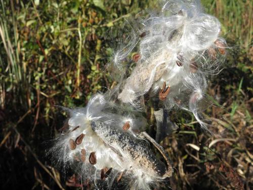 Réserve de Great Meadows