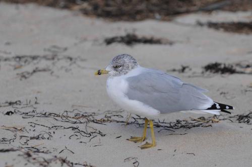 Goeland à bec cerclé