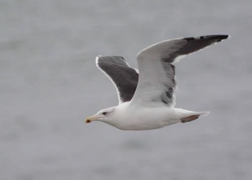 Goeland à manteau noir