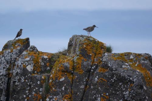 Grive mauvis (à gauche), Chevalier gambette (à droite)