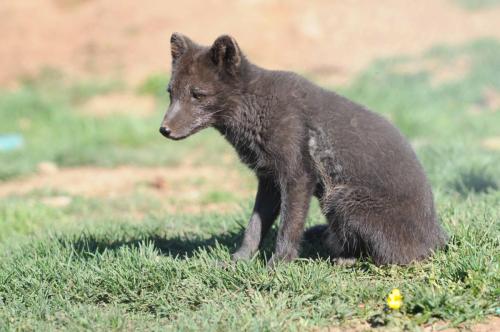 Renard polaire (forme sombre typique d'Islande)