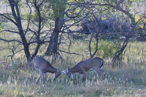 Cerfs à queue blanche