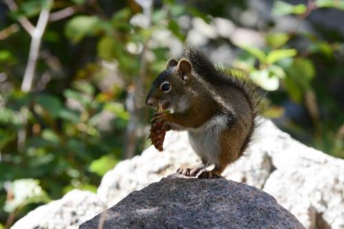American red squirrel