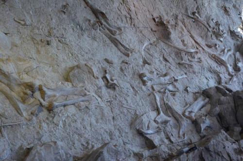 Os de dinosaures fossilisés