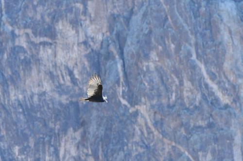 Urubu à tête rouge
