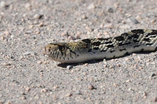 Great Basin Gopher Snake