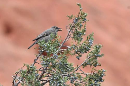 Solitaire de Townsend