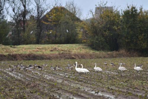 Cygnes de Bewick
