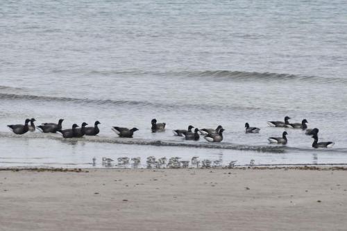 Bernaches cravants et Bécasseaux sanderlings