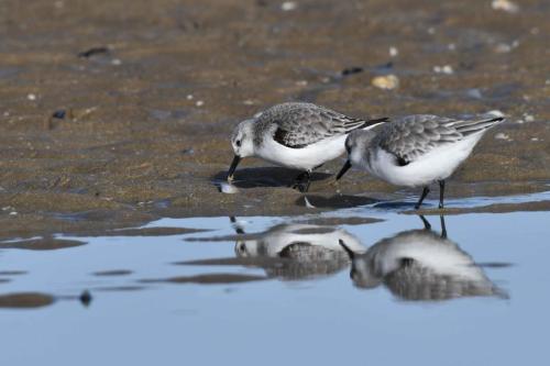 Bécasseaux sanderlings