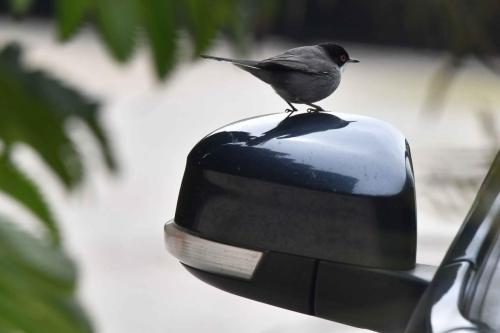 Fauvette mélanocéphale