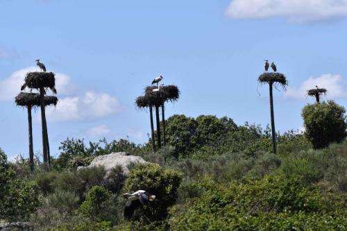 Cigognes blanches à Los Barruecos