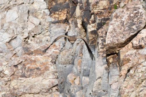 Vautour fauve à Salto del Gitano