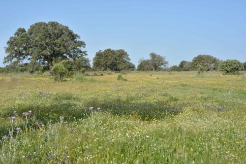 Près de Madrigalejo