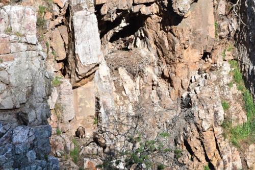 Cigognes noires et vautours fauves à Salto del Gitano
