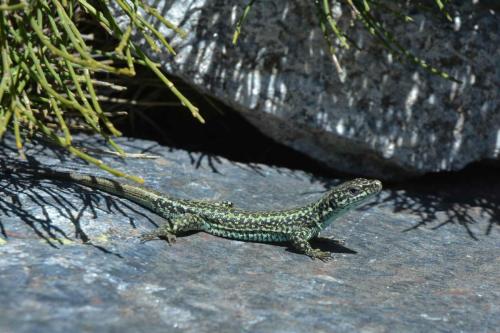 Podarcis hispaniscus ?