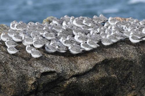 Bécasseaux sanderlings
