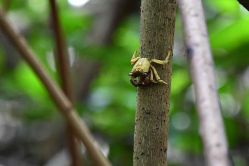 Crabes de palétuviers