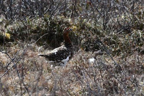 Lagopède des saules (femelle)
