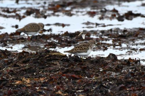 Bécasseaux de Temminck