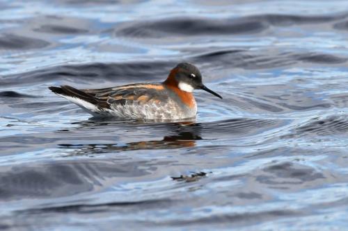 Phalarope à bec étroit, femelle