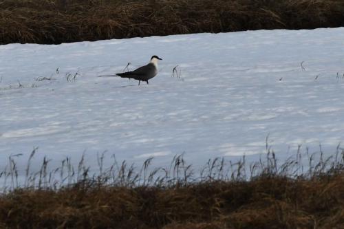 Labbe à longue queue