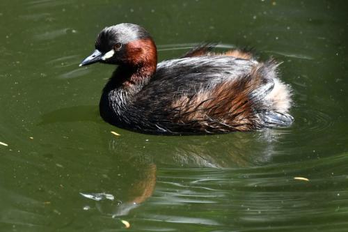 Grèbe castagneux