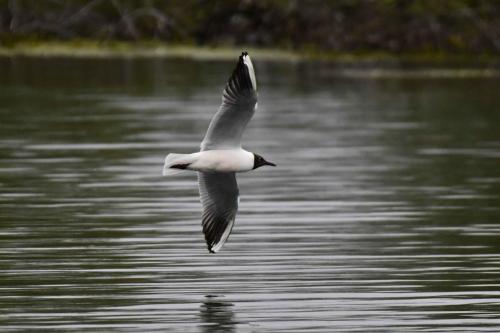 Mouette rieuse