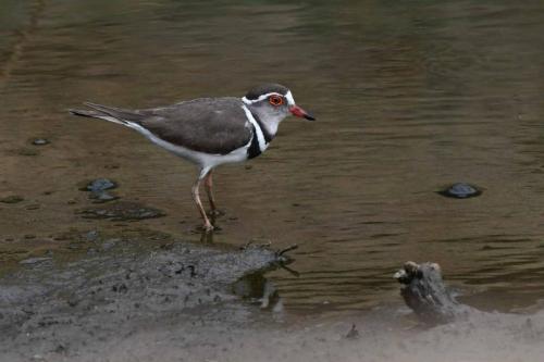 Pluvier à triple collier