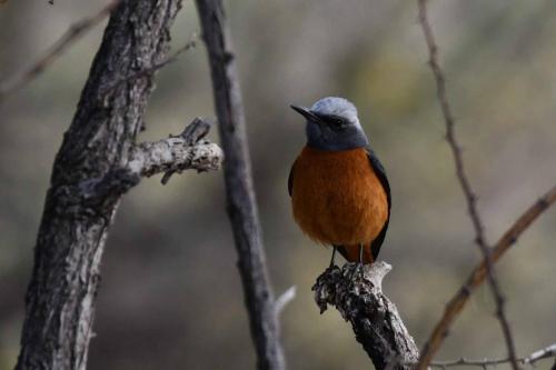 Monticole à doigts courts