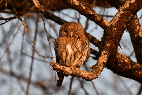 Chevêchette perlée