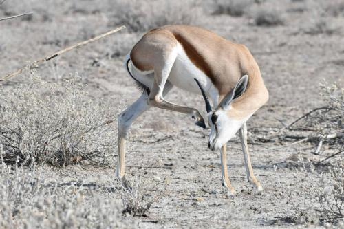 Springbok du Kalahari