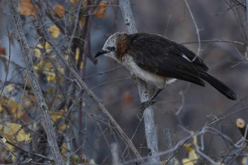 Cratérope à joues nues