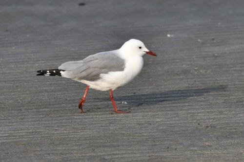 Mouette de Hartlaub
