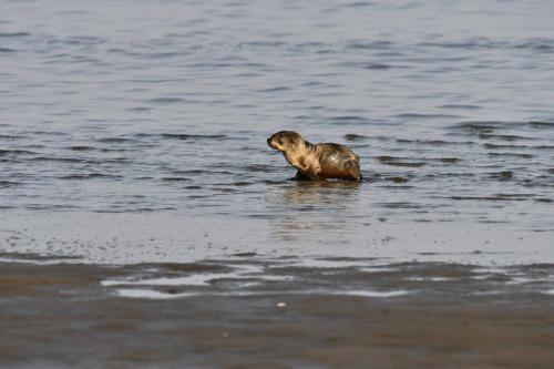 Otarie à fourrure d'Afrique du Sud