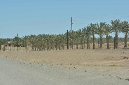 En aval du barrage Naute, palmiers dattiers et vignes irrigués