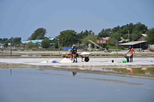 Récolte du sel à Khok Kham