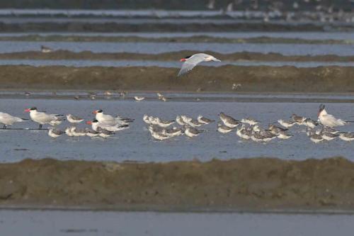 Chevaliers tachetés et sternes caspiennes