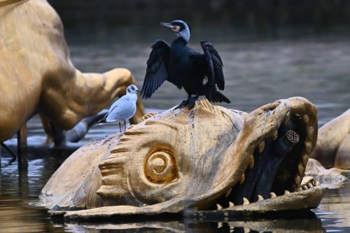 Grand cormoran et mouette rieuse