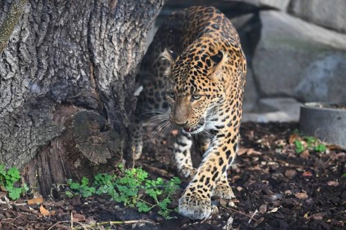 Panthère de Chine du Nord