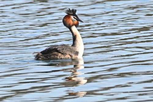 Grèbe huppé