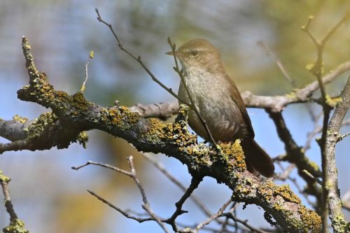 Bouscarle de Cetti