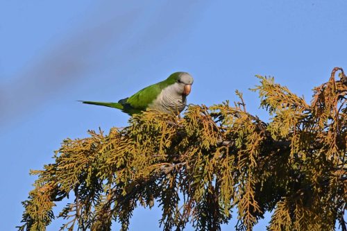 Conure veuve