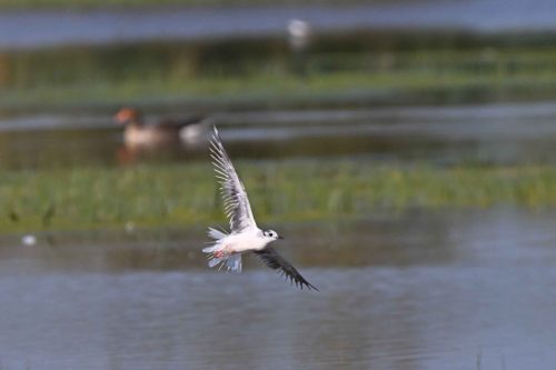 Mouette pygmée