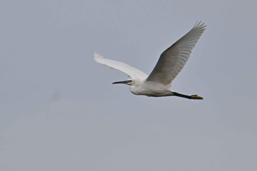 Aigrette garzette