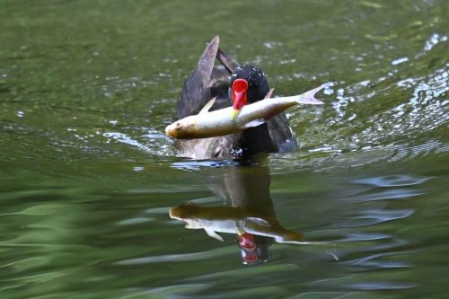 Poule d'eau