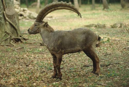 Zoo de Chizé - Bouquetin